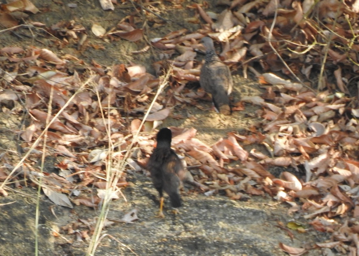 Spotted Dove - ML616416207