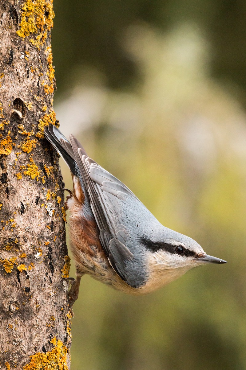 Eurasian Nuthatch - ML616416218