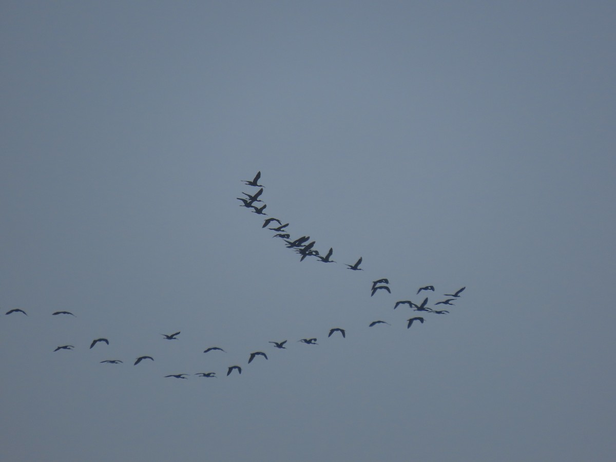 Glossy Ibis - ML616416221