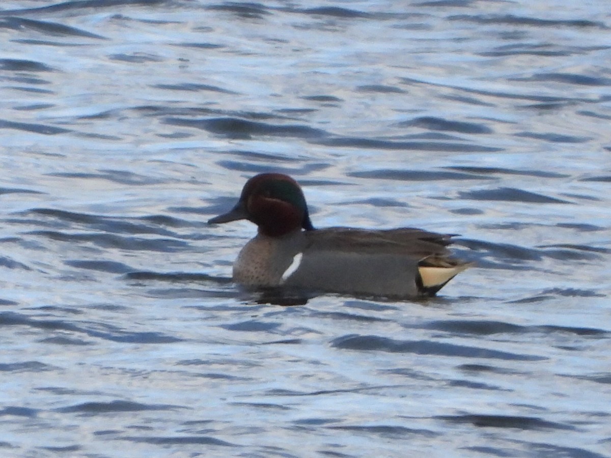 Green-winged Teal (American) - ML616416224