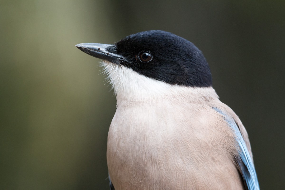 Iberian Magpie - ML616416233
