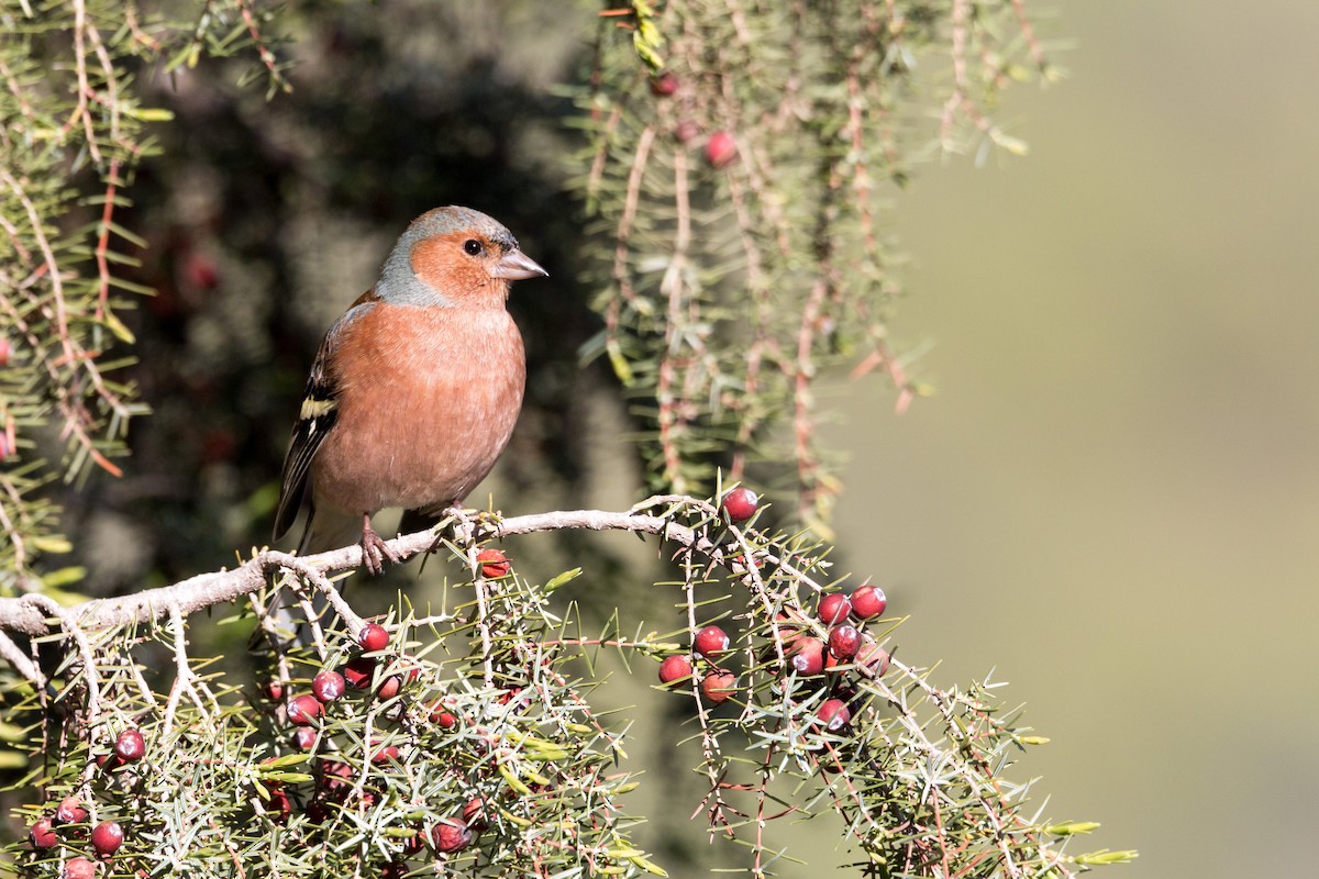 Common Chaffinch - ML616416269