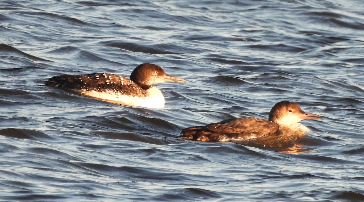 Common Loon - ML616416278