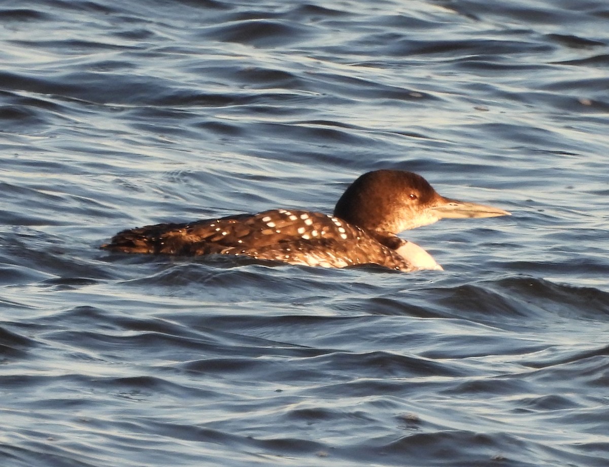 Common Loon - ML616416281