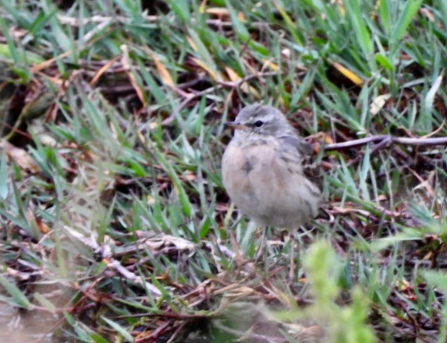 Water Pipit - ML616416287