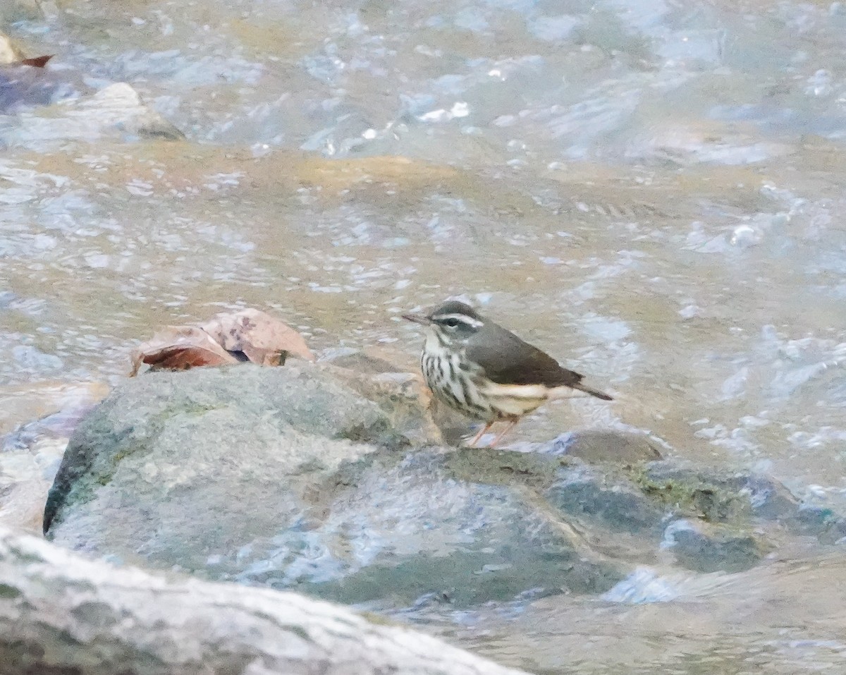 Louisiana Waterthrush - Dave Hart