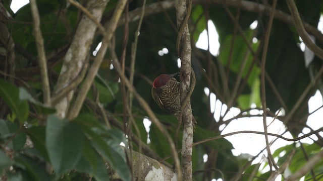 Green-backed Woodpecker (Little Green) - ML616416301