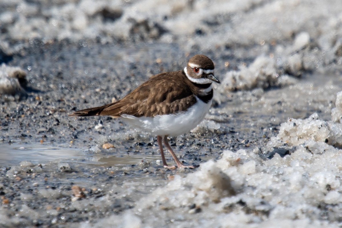 Killdeer - ML616416318