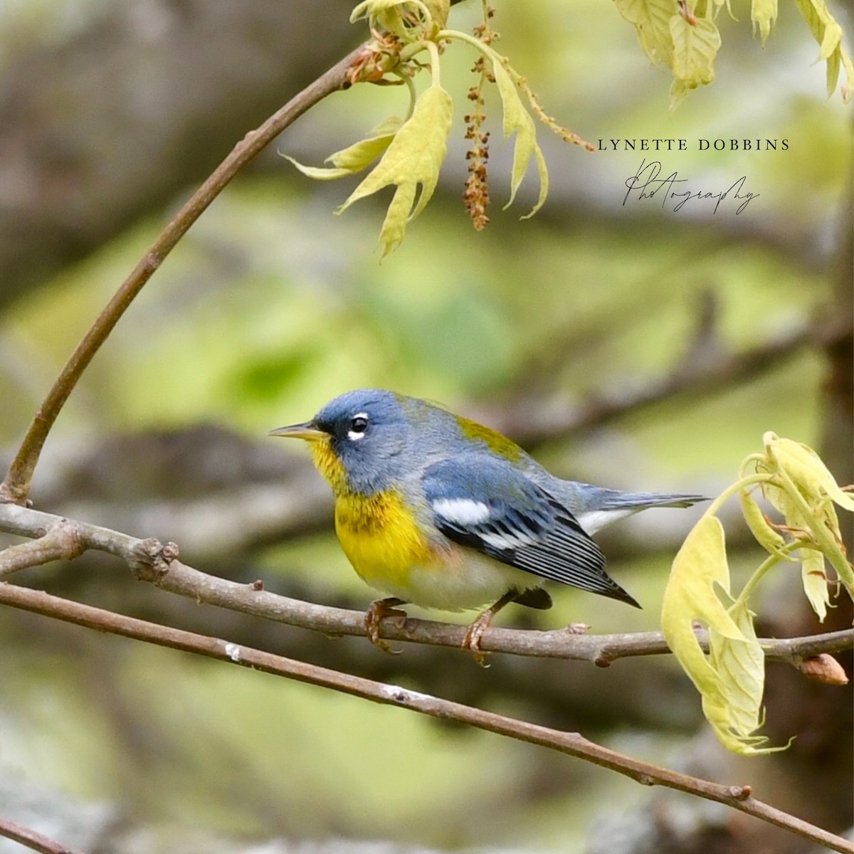 Northern Parula - Lynette Dobbins