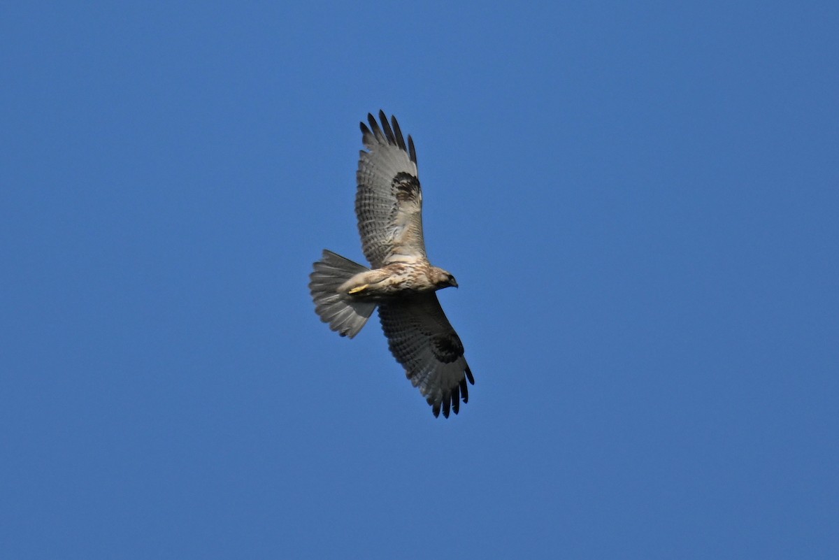 Eastern Buzzard - ML616416411