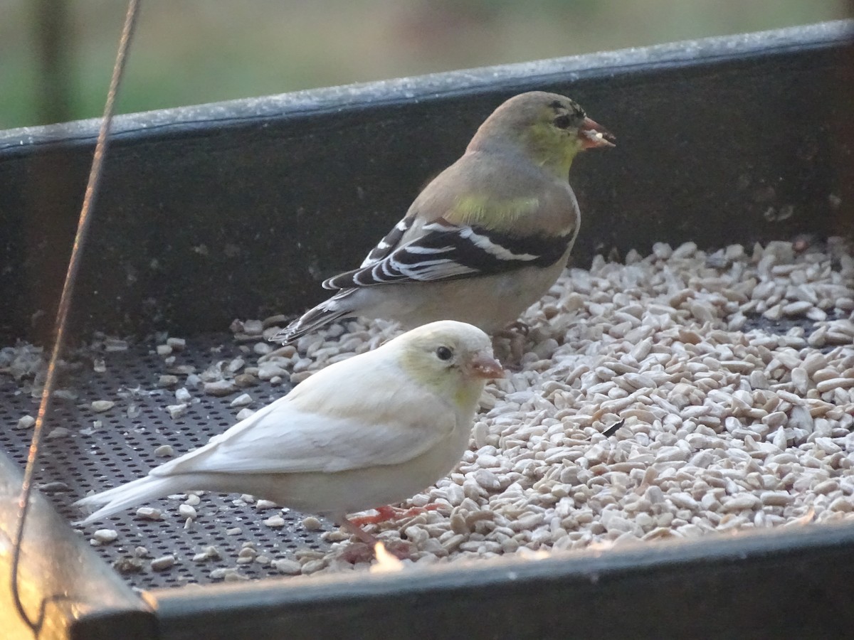 American Goldfinch - ML616416437
