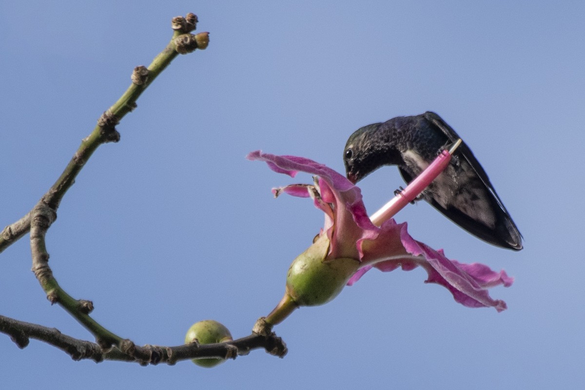 kolibřík safírový - ML616416461