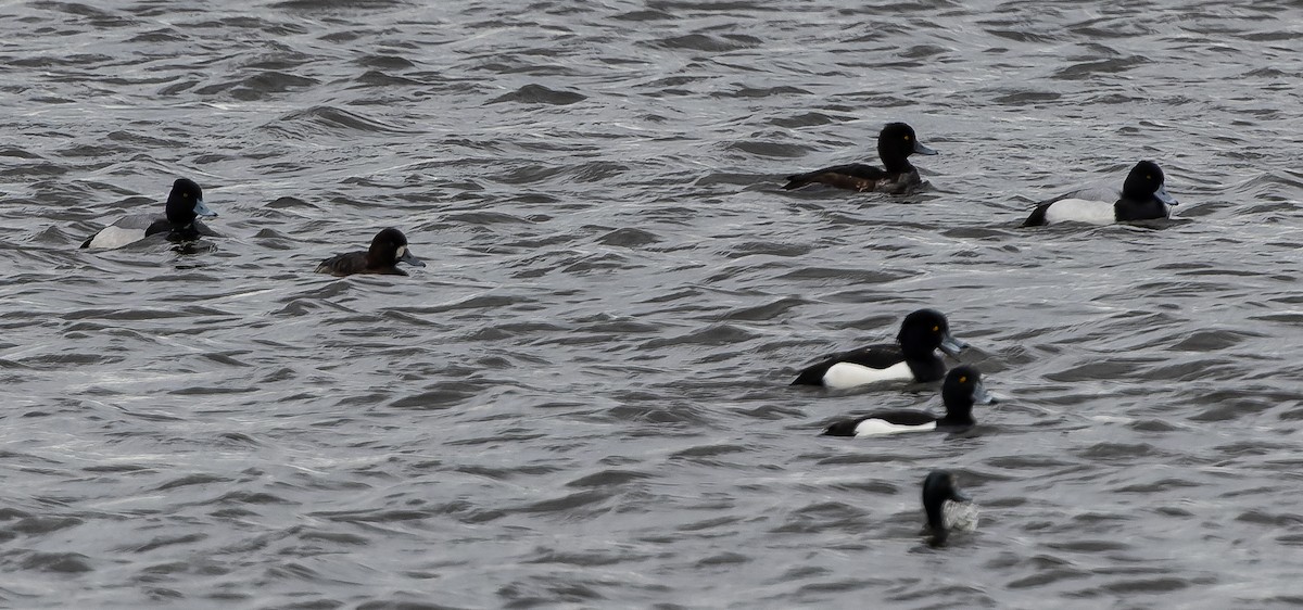 Lesser Scaup - ML616416493