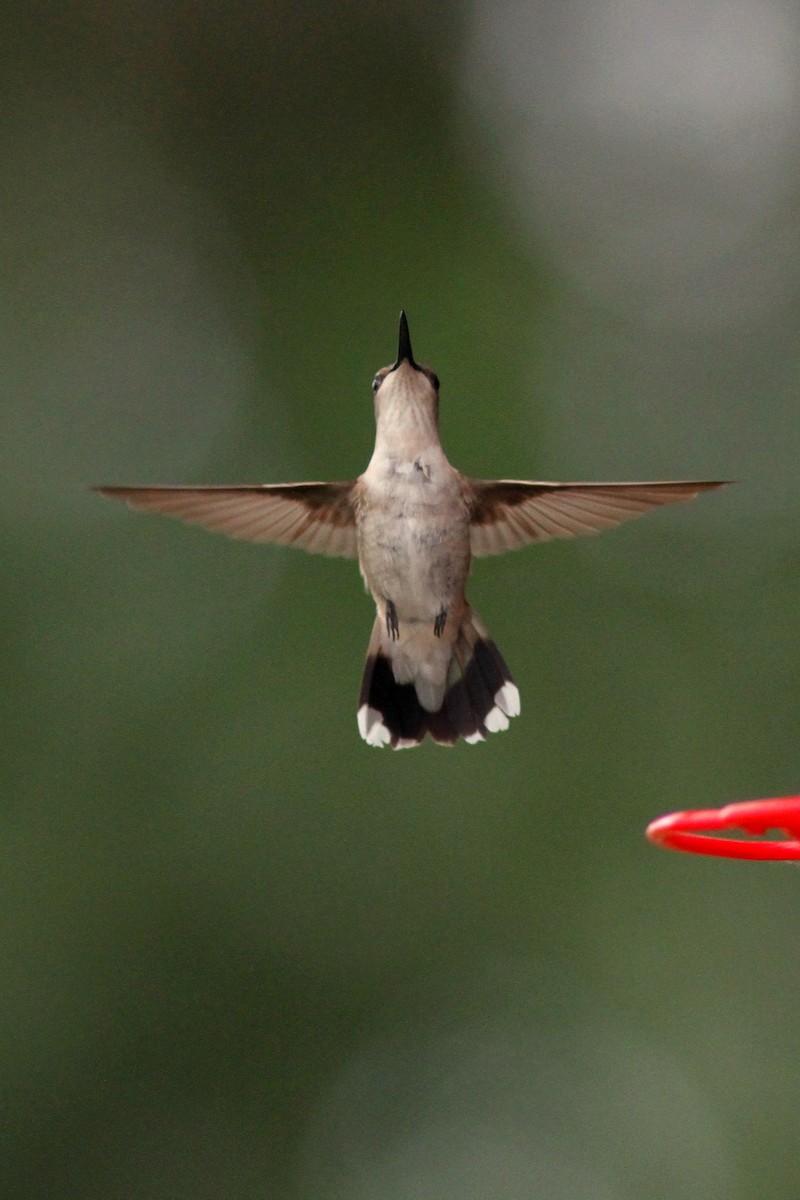 Ruby-throated Hummingbird - ML616416562