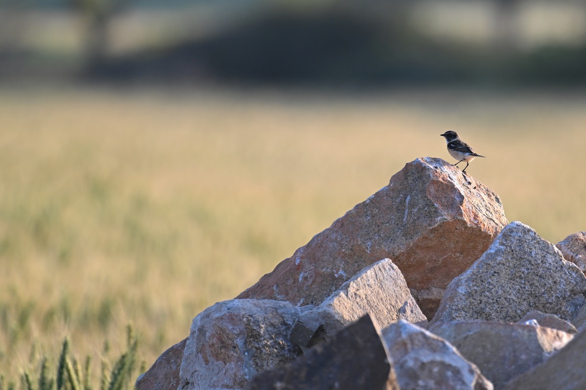 Amur Stonechat - ML616416564