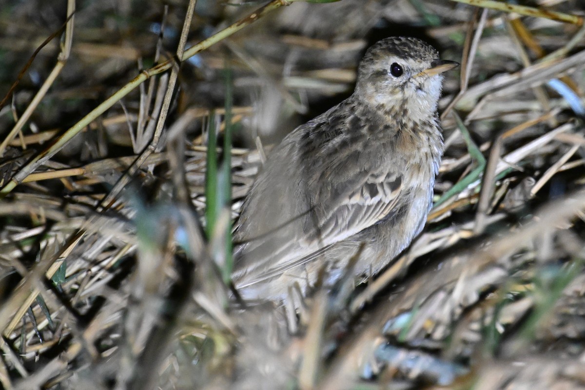 Richard's Pipit - Ting-Wei (廷維) HUNG (洪)