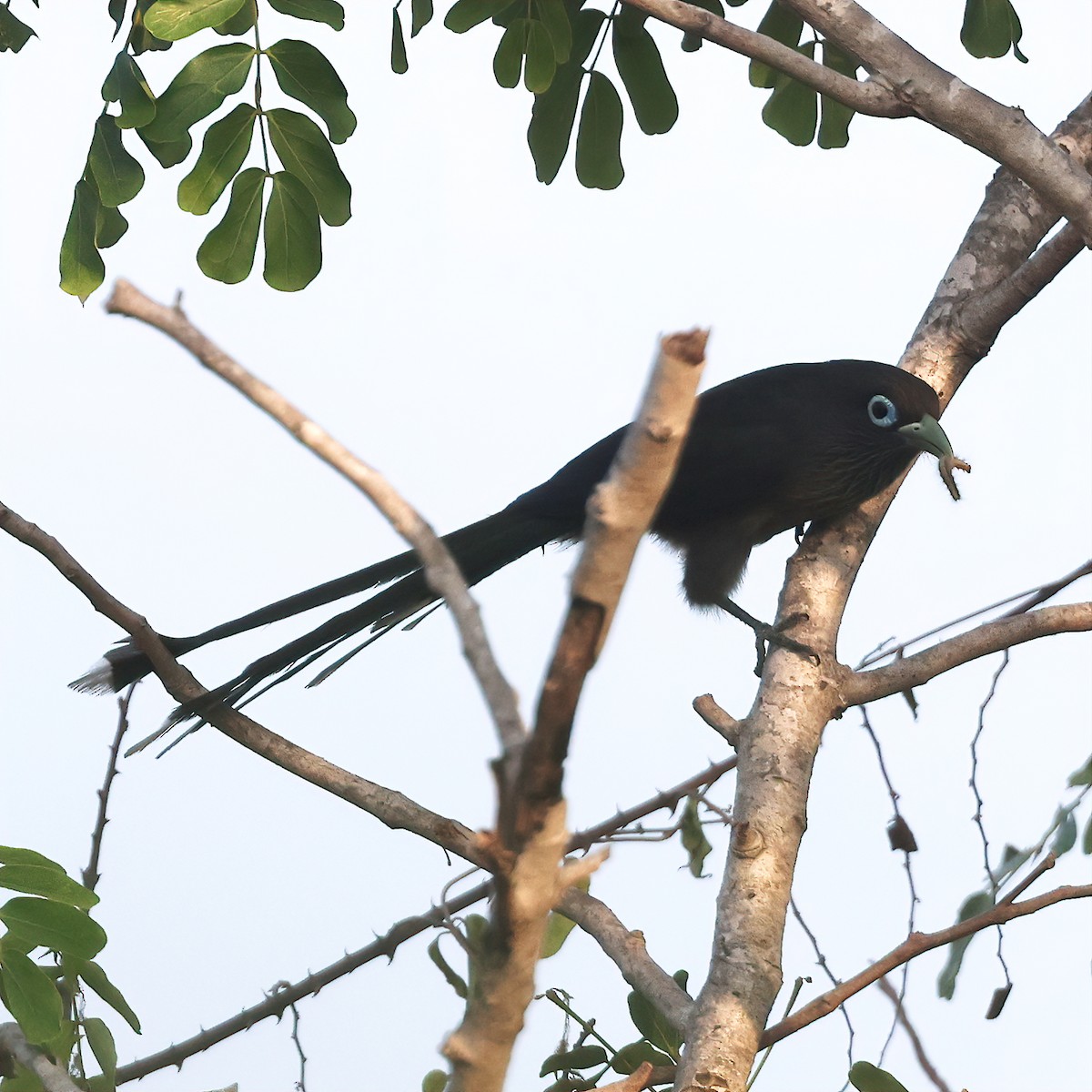 Blue-faced Malkoha - ML616416578