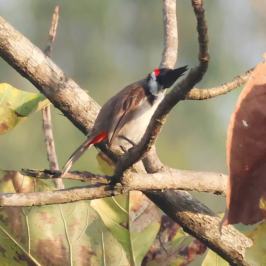 Red-whiskered Bulbul - ML616416600