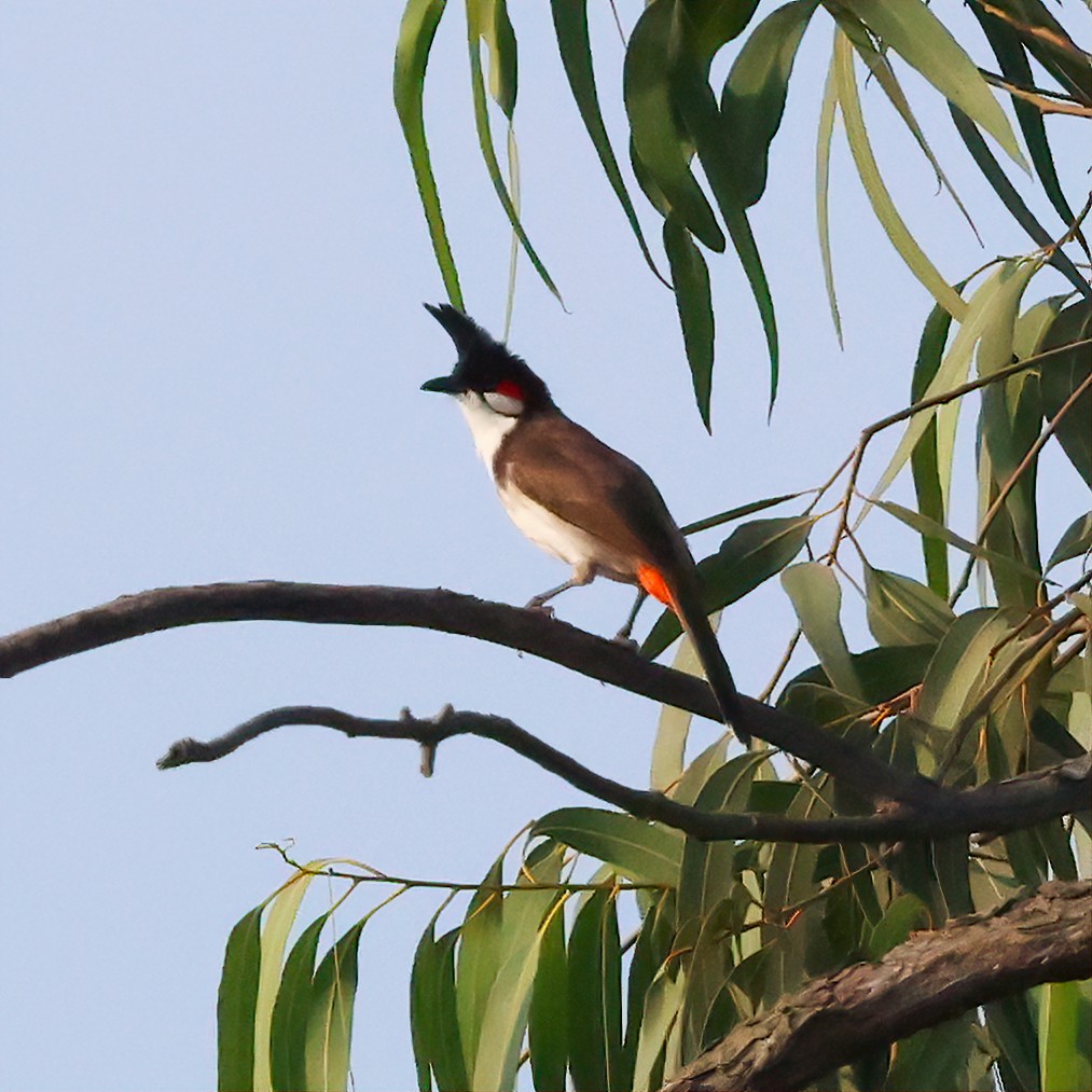 Red-whiskered Bulbul - ML616416601