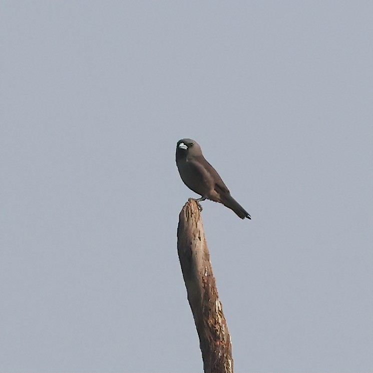 Ashy Woodswallow - Surendra Kumar R