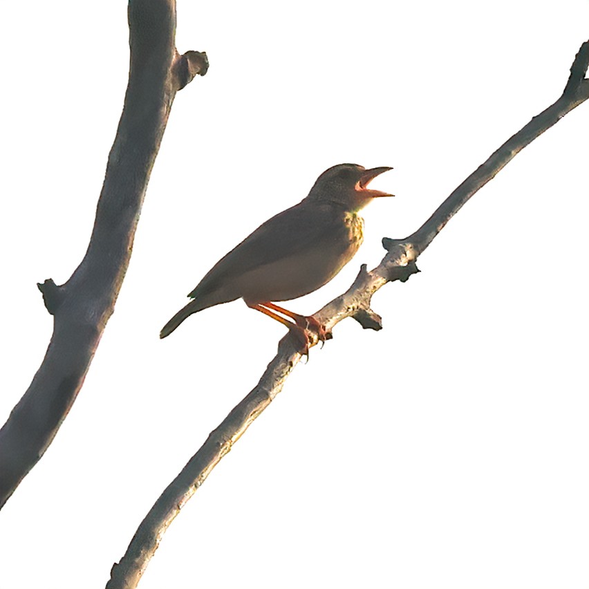 Jerdon's Bushlark - Surendra Kumar R