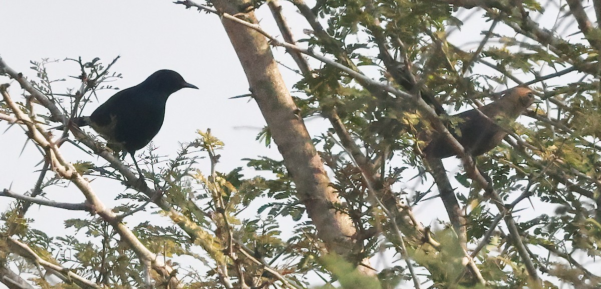 Indian Robin - Surendra Kumar R