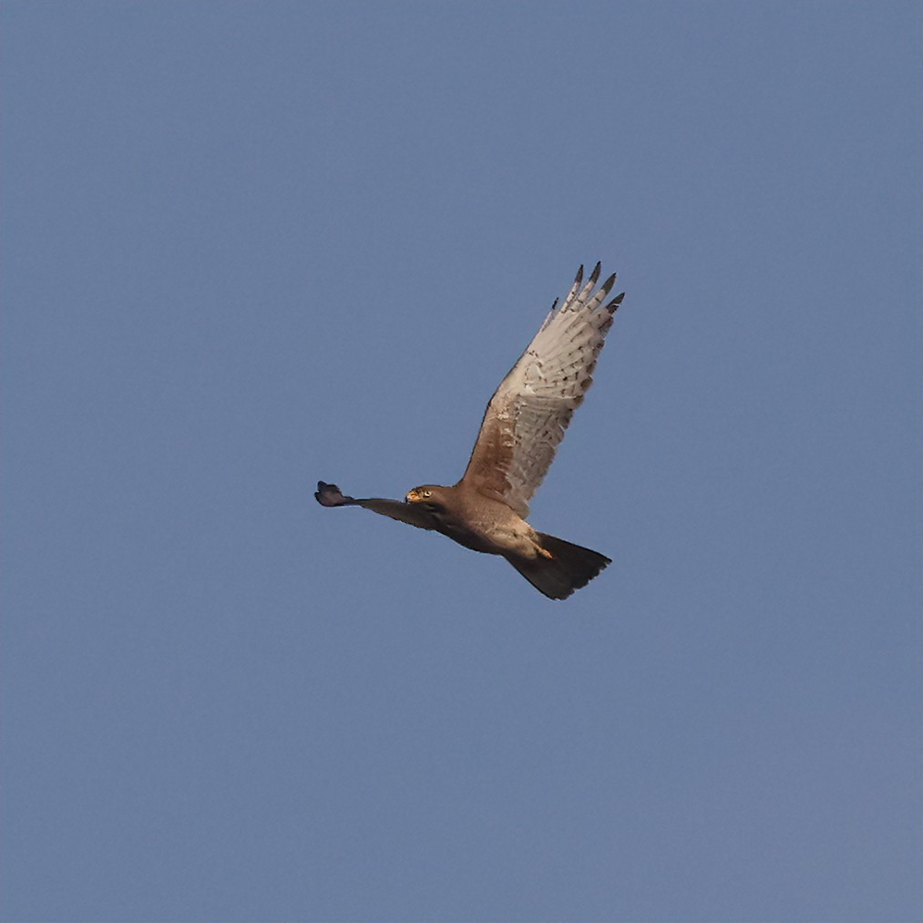 White-eyed Buzzard - Surendra Kumar R