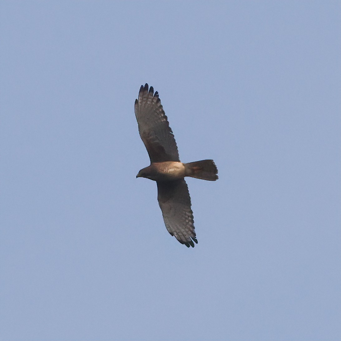 White-eyed Buzzard - ML616416643