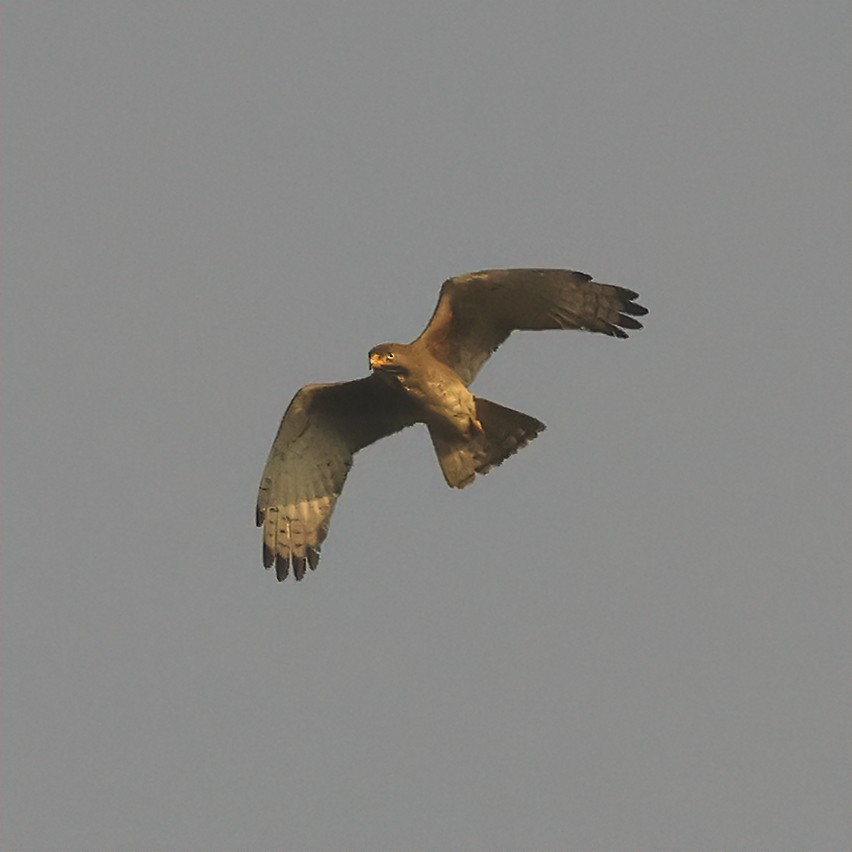 White-eyed Buzzard - ML616416644