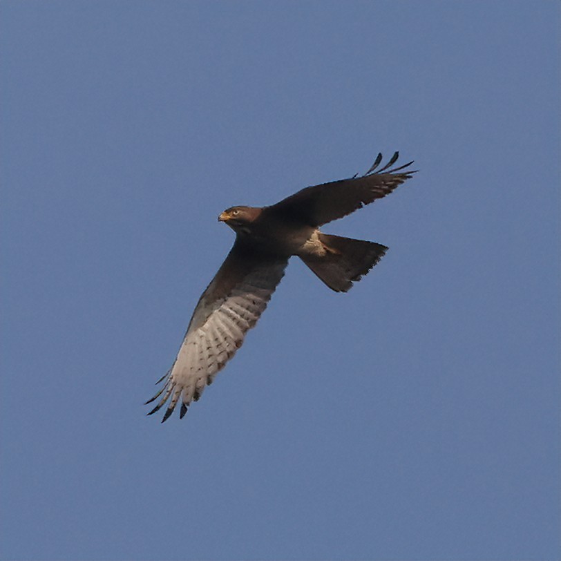 Weißaugenbussard - ML616416645