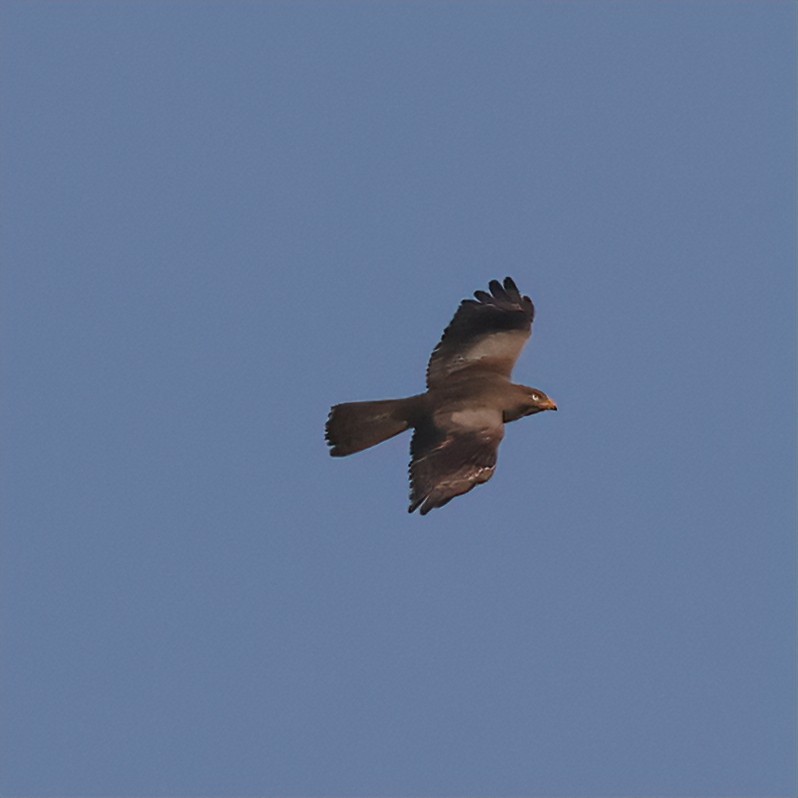 White-eyed Buzzard - ML616416647