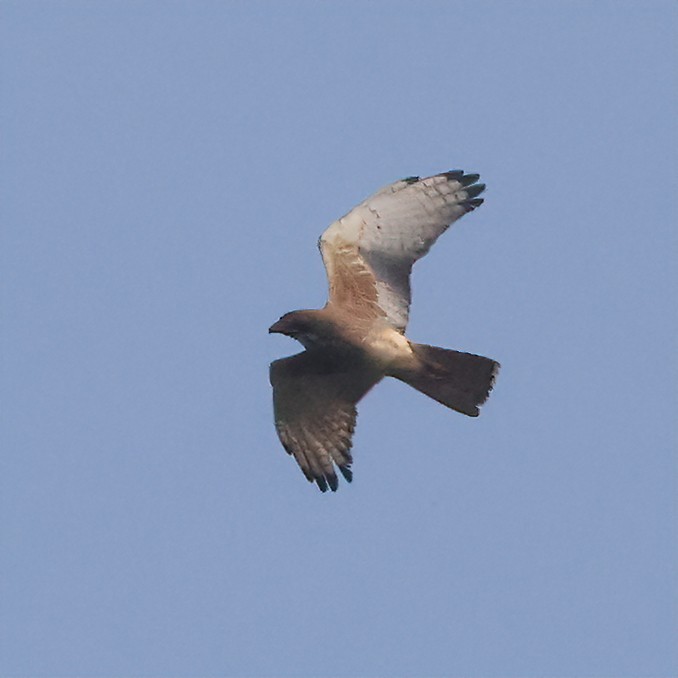 White-eyed Buzzard - ML616416648