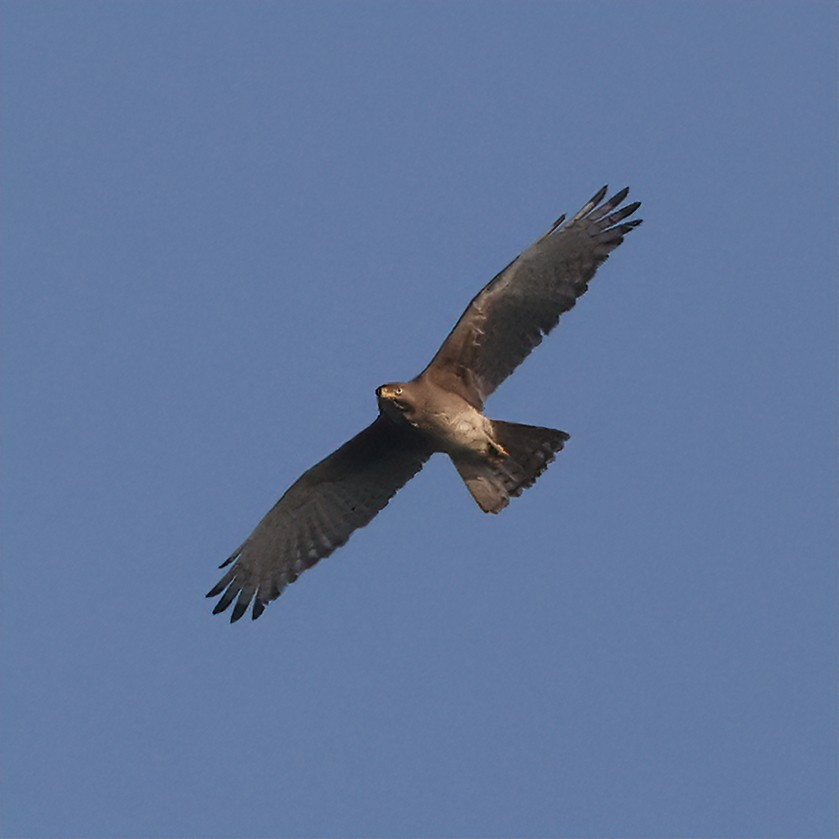 White-eyed Buzzard - Surendra Kumar R