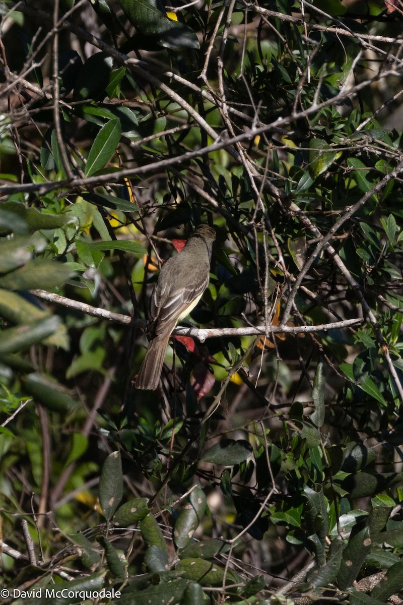 Brown-crested Flycatcher - ML616416657