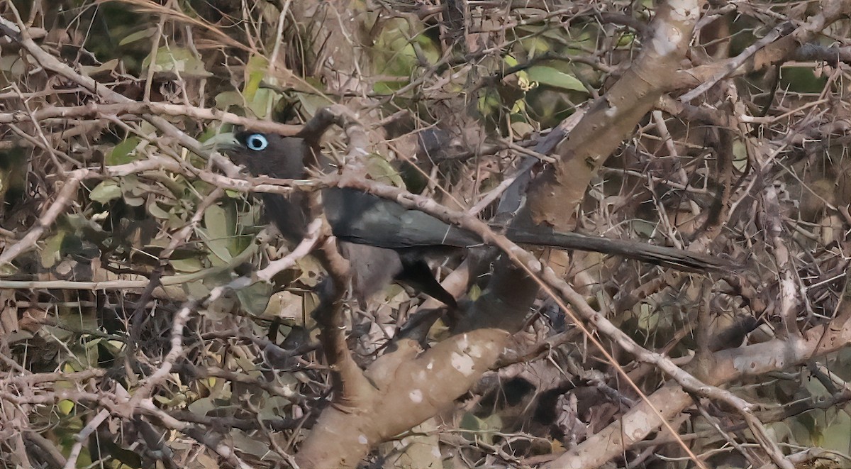 Blue-faced Malkoha - ML616416660