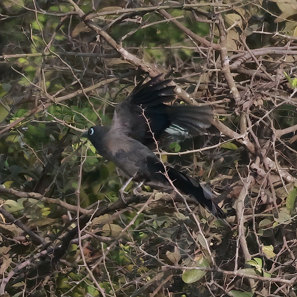 Blue-faced Malkoha - ML616416661