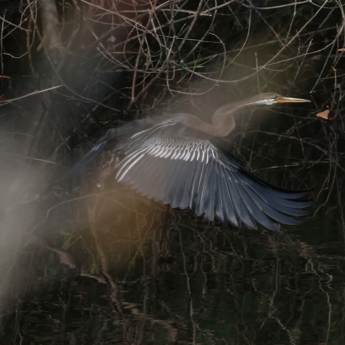 Anhinga Asiática - ML616416694