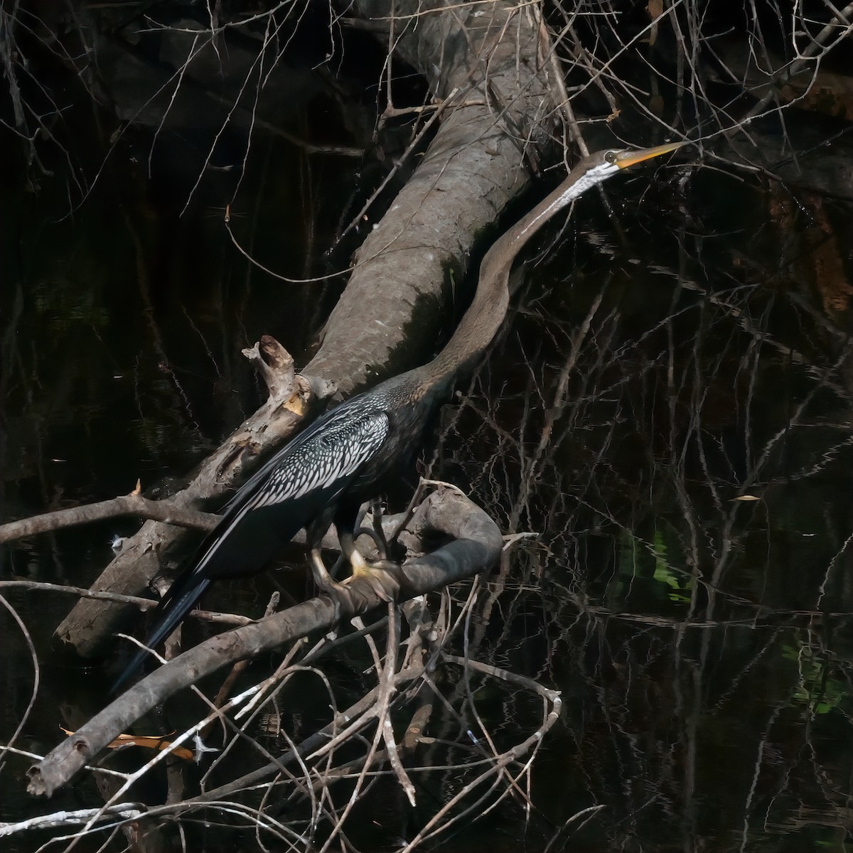 Oriental Darter - Surendra Kumar R