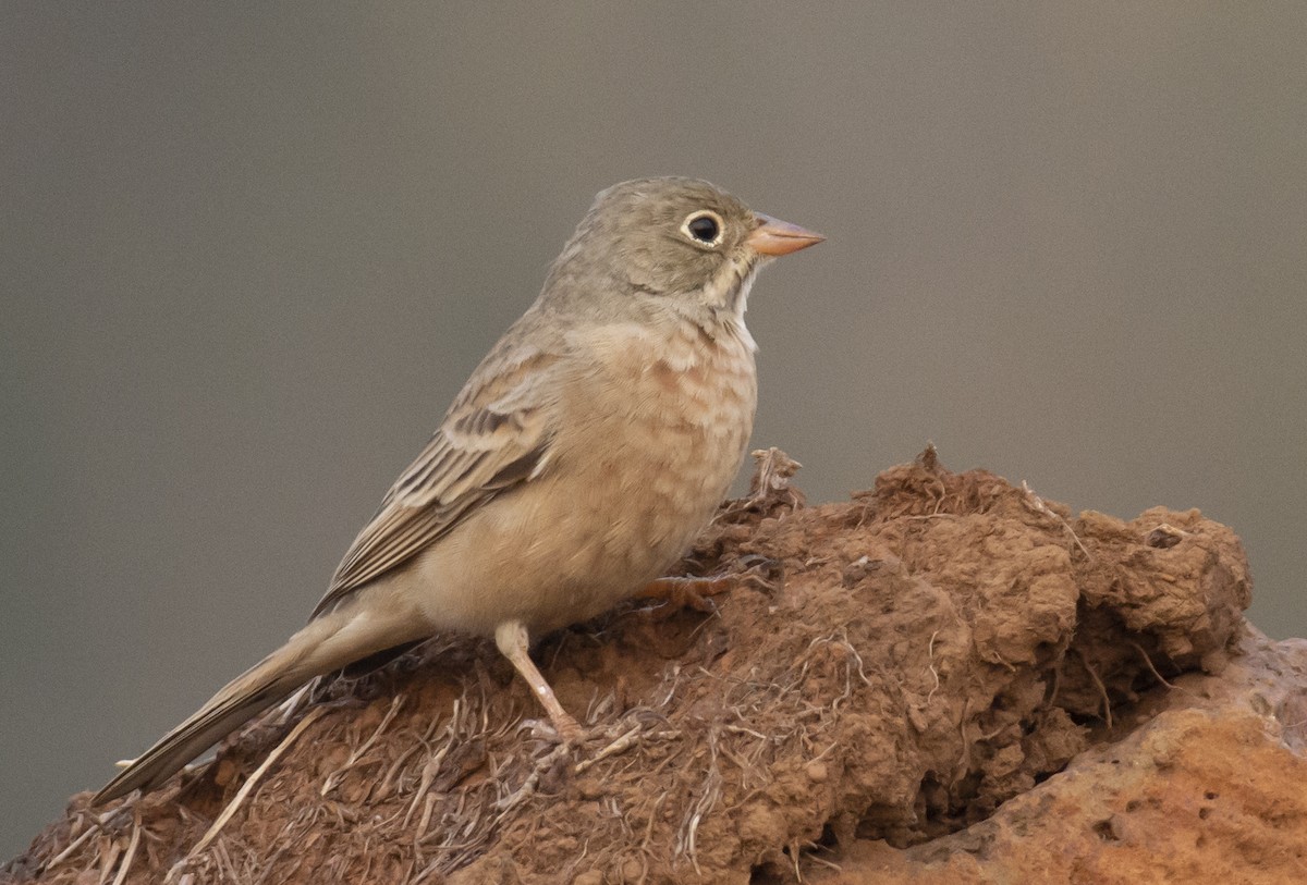 Gray-necked Bunting - ML616416751