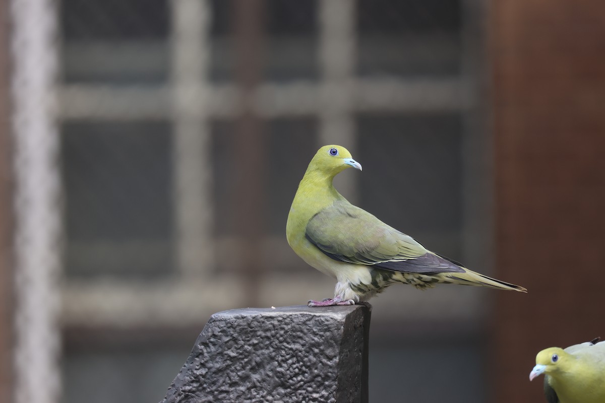 White-bellied Green-Pigeon - ML616416760