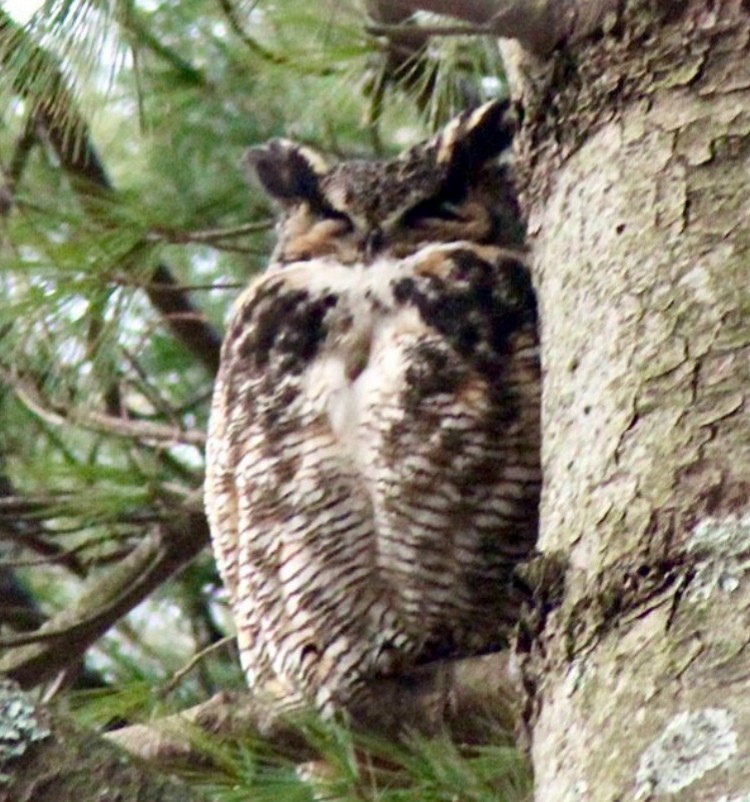 Great Horned Owl - ML616416773