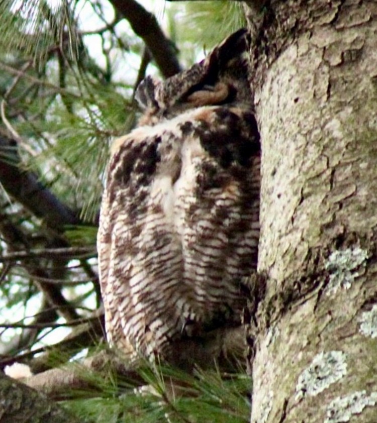 Great Horned Owl - ML616416774