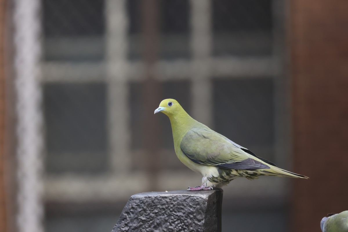 White-bellied Green-Pigeon - ML616416781