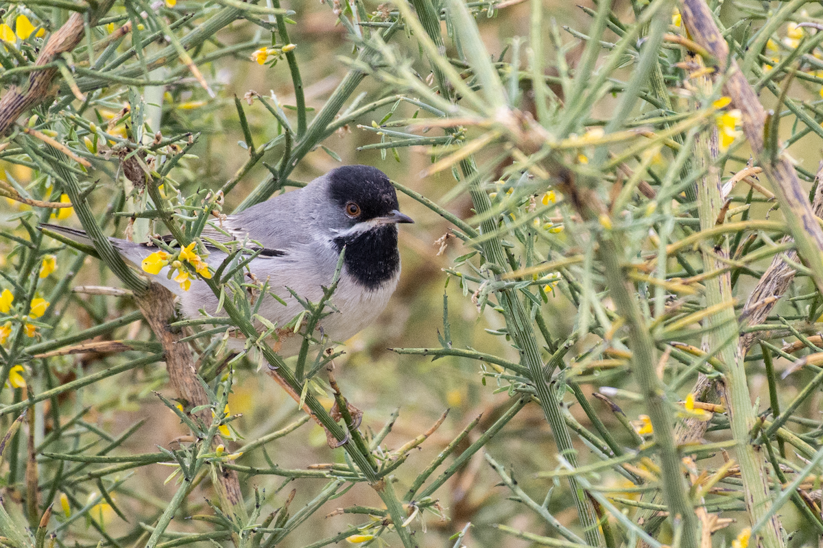 Rüppell's Warbler - ML616416803