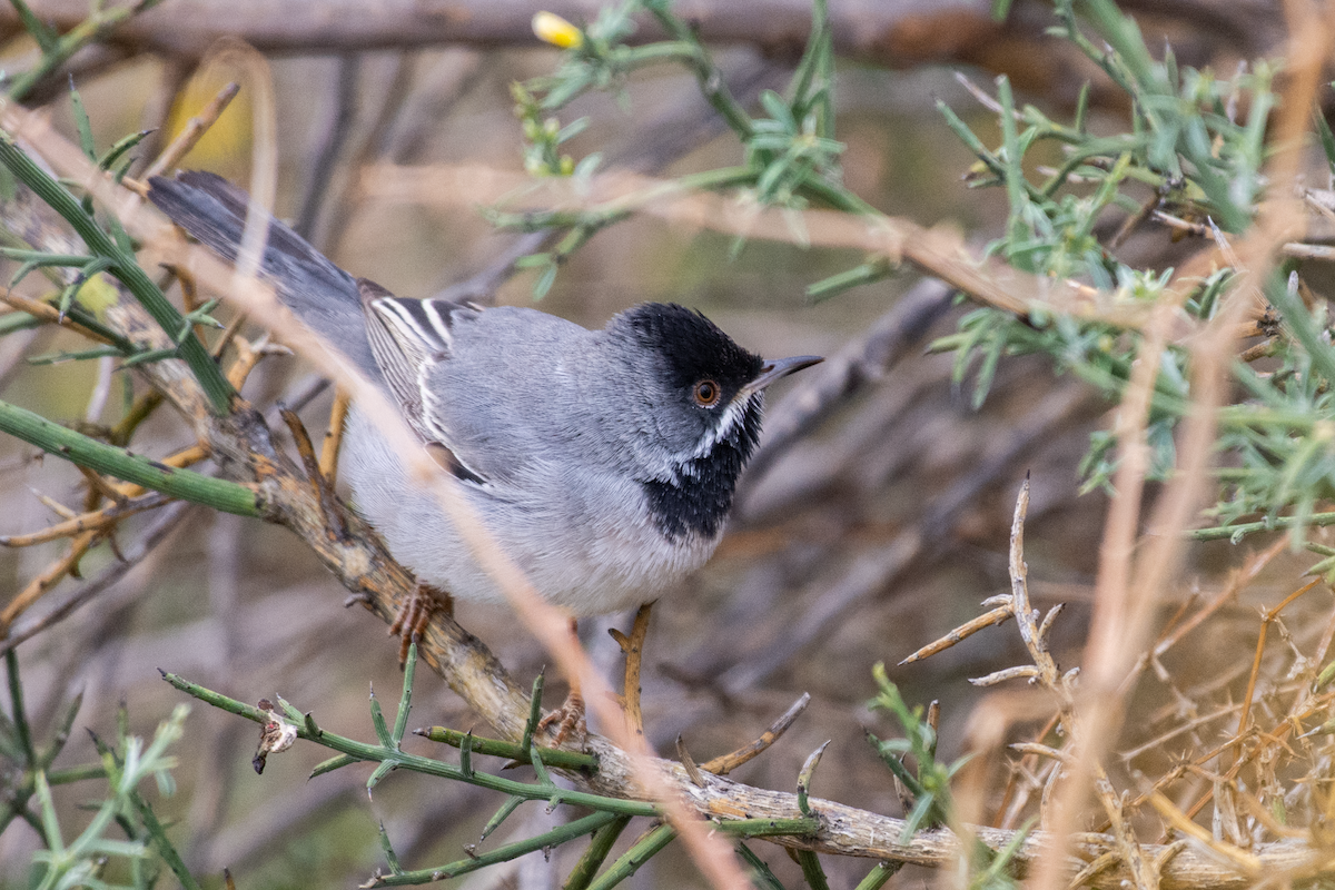 Rüppell's Warbler - ML616416804