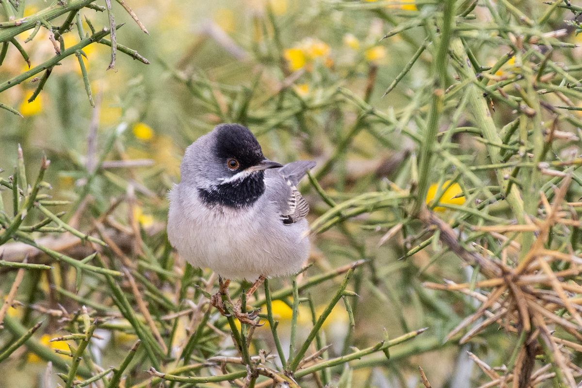 Rüppell's Warbler - ML616416805