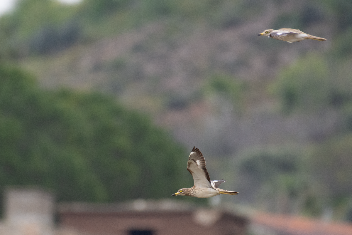 Eurasian Thick-knee - ML616416809