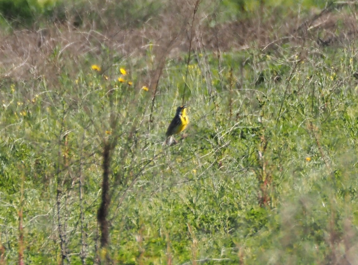 Western Meadowlark - ML616416825