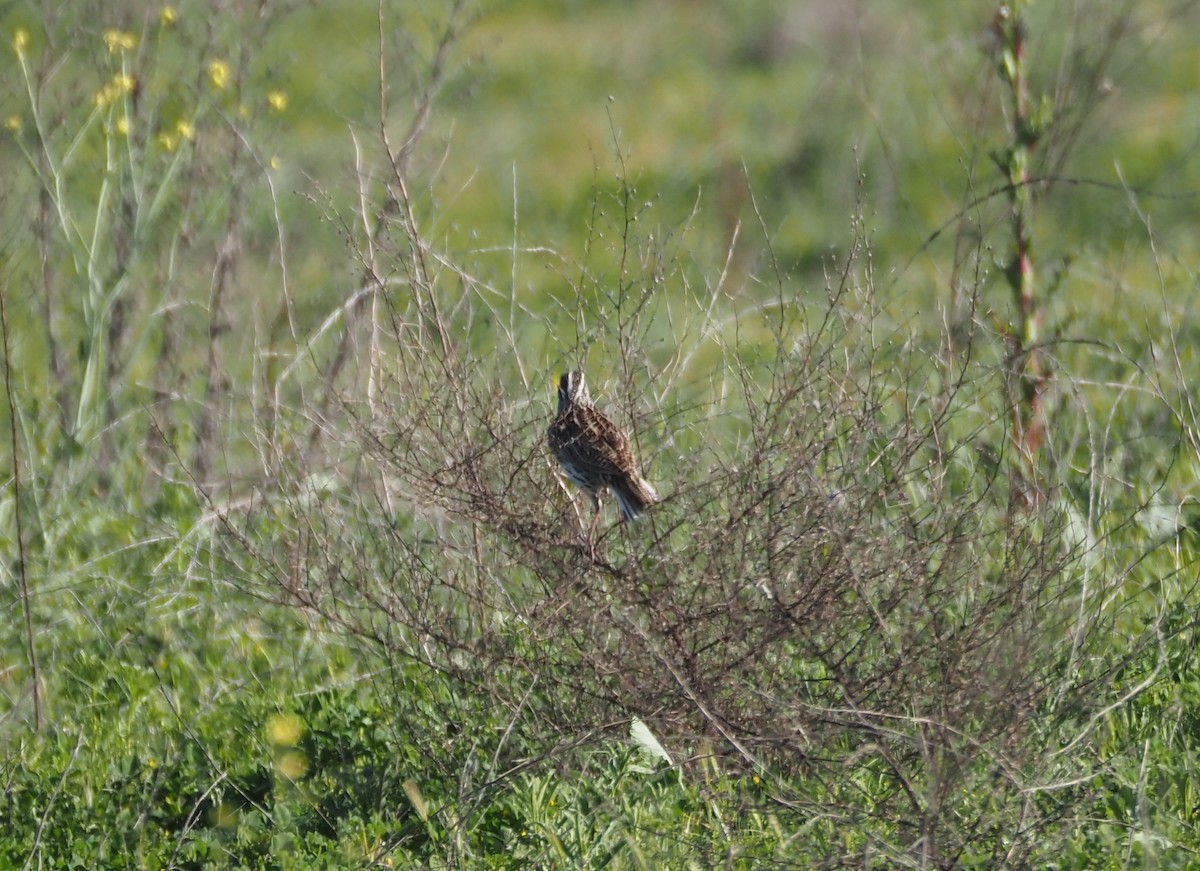 Western Meadowlark - ML616416826