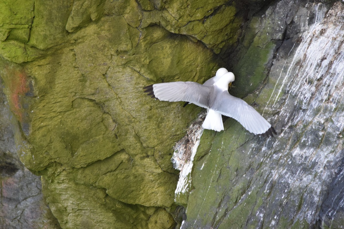 Black-legged Kittiwake - ML616416828